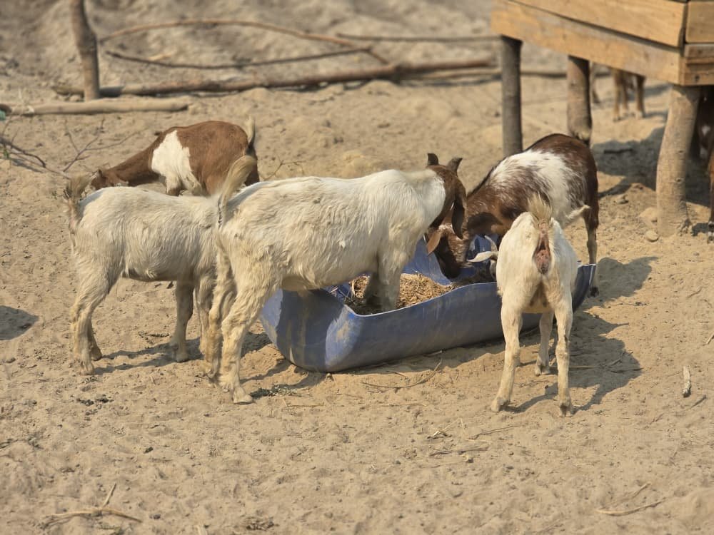 Male goat